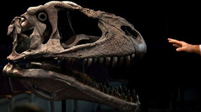 Grosse tête et petits bras : découverte d'un nouveau dinosaure en Argentine
