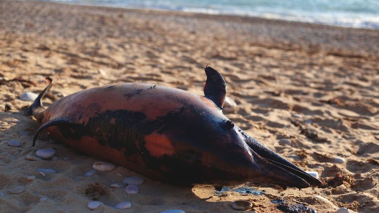 Bateaux de pêche laissés à quai dans le golfe de Gascogne pour protéger les dauphins : 