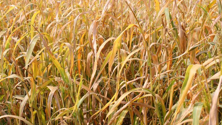 Graines pas encore germées, épis de blé pas remplis : la sécheresse inquiète certains agriculteurs