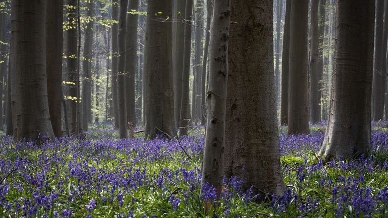 Le Bois de Hal, célèbre pour ses tapis de jacinthes, reconnu comme réserve naturelle par la Région flamande
