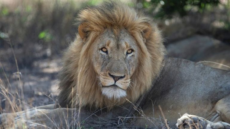 Comment l'ocytocine permet de rendre les lions moins agressifs ?