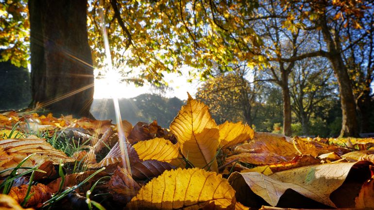 Des gestes simples aux grandes sorties : accueillir toute la biodiversité de l’automne