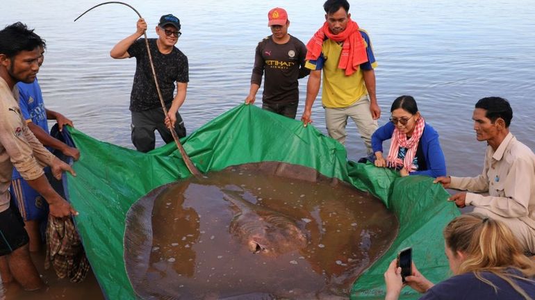 Cambodge : une raie géante de 4 mètres de long pêchée dans le Mékong