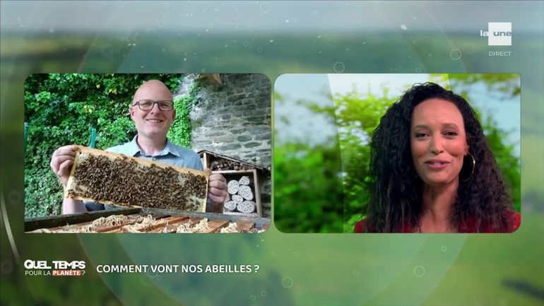Les abeilles butinent en paix... pour l'instant
