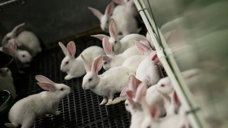 Des activistes collent des avertissements sur des emballages de viande de lapin