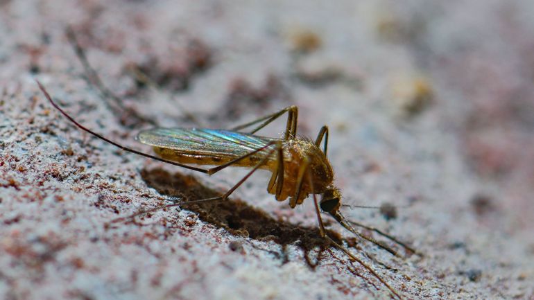 Le moustique commun, présent en Europe, a développé une forte résistance aux insecticides selon une étude de l'Institut de médecine tropicale d'Anvers