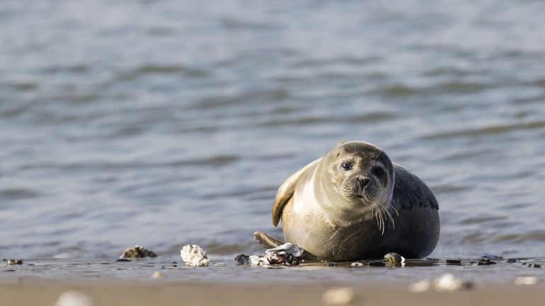 Après la mort d'un phoque à Coxyde, les propriétaires de chiens appelés à utiliser une laisse sur la plage