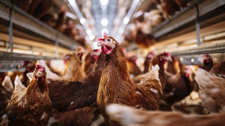 Grippe aviaire : un élevage tchèque va abattre 750.000 volailles