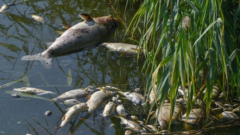 Cent tonnes de poissons morts dans l'Oder : la Commission européenne propose d'envoyer ses experts