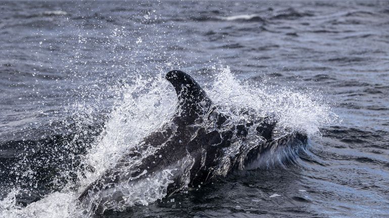 Déchets plastiques, enchevêtrement de filets de pêche... les baleines en danger sur leurs routes migratoires