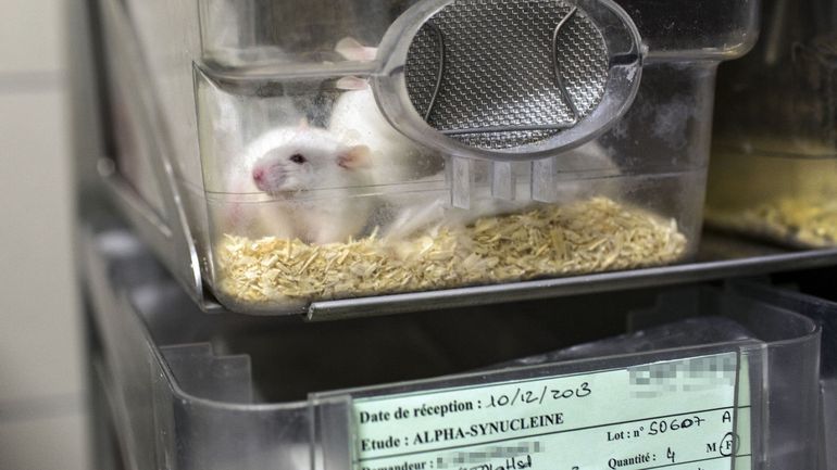 Près de 56.000 animaux utilisés à des fins expérimentales en Région bruxelloise, un nombre en diminution
