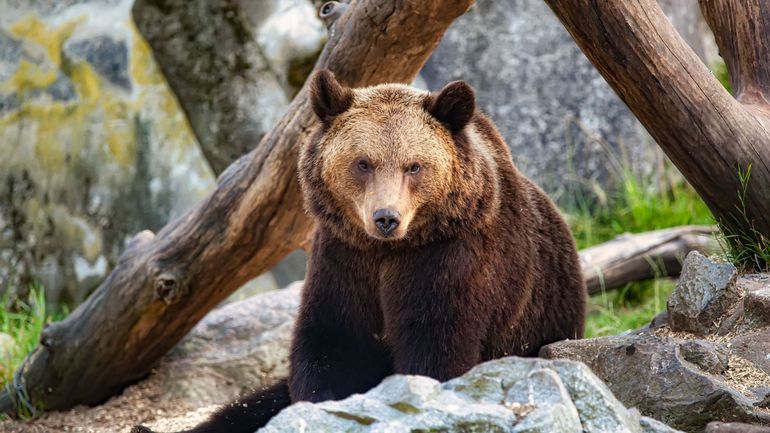 En Suède, l'abattage de centaines d'ours crispe le débat entre gouvernement et associations environnementales