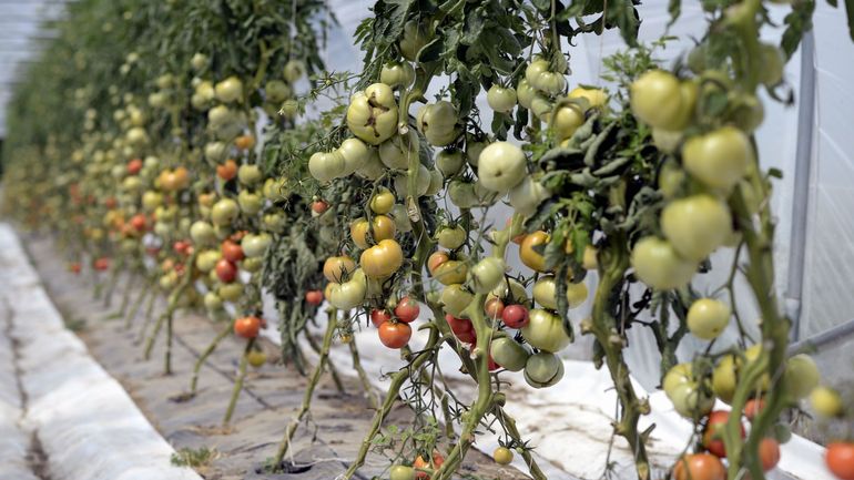 Prix de l'énergie : vers une pénurie de tomates wallonnes cet hiver ?