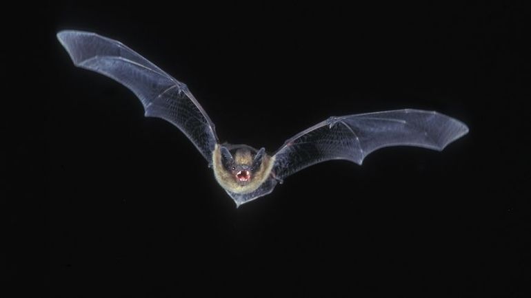 De Batman à Dracula, entre légendes et vérités, la fragile chauve-souris en danger