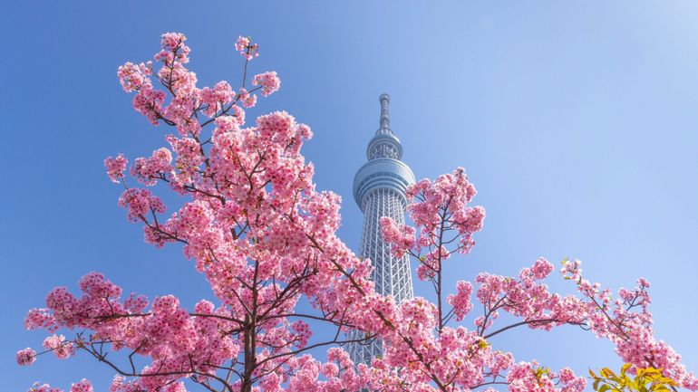 Réchauffement climatique : la floraison des cerisiers du Japon débute de plus en plus tôt