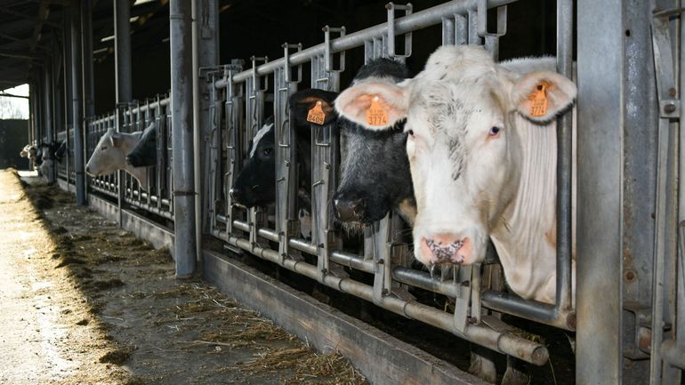 Premier monitoring de la durabilité de la viande bovine belge