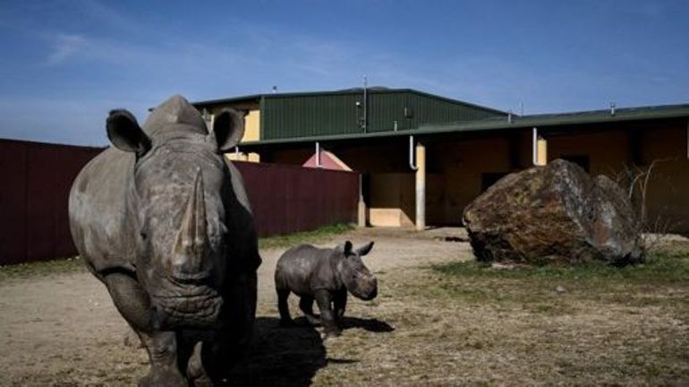Nouvelle-Zélande : un homme arrêté pour s'être baigné dans l'enclos des rhinocéros