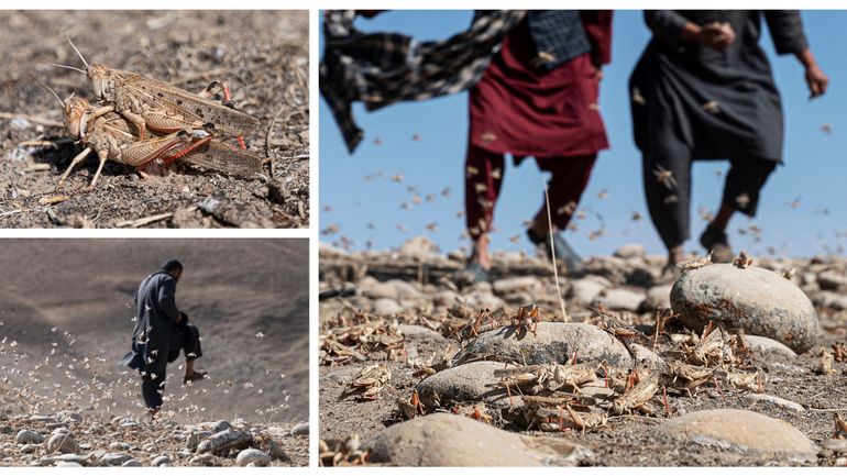 Afghanistan : des paysans démunis face à l'invasion de criquets dans leurs champs (reportage)