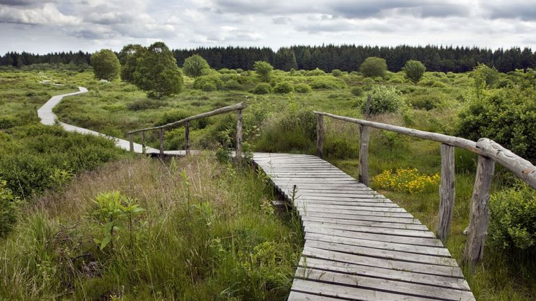 5 millions d’euros pour préserver la nature dans les Hautes Fagnes et à la Forêt d’Anlier