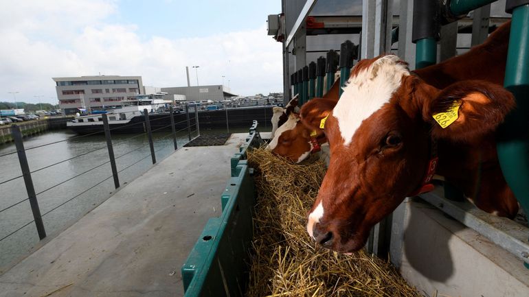 À Rotterdam, une ferme a été installée sur l'eau pour remédier au manque de terres et ne pas être victime des inondations