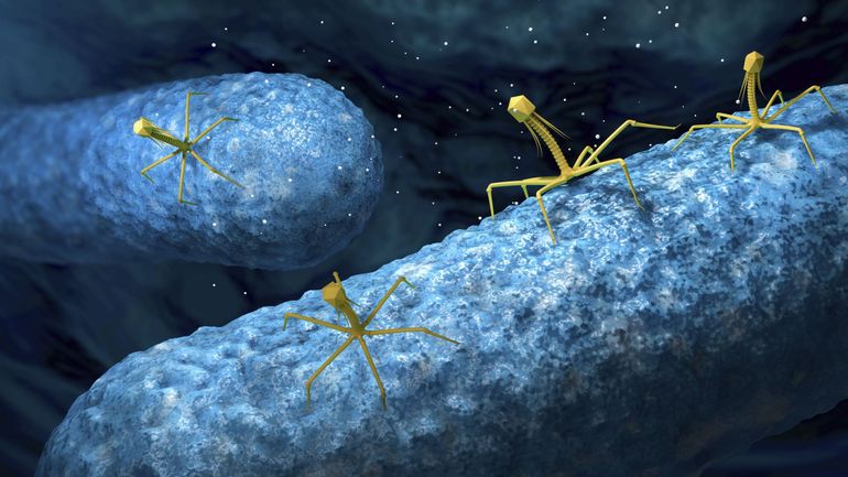 Les phages, ces virus tireurs d'élite contre les bactéries résistantes