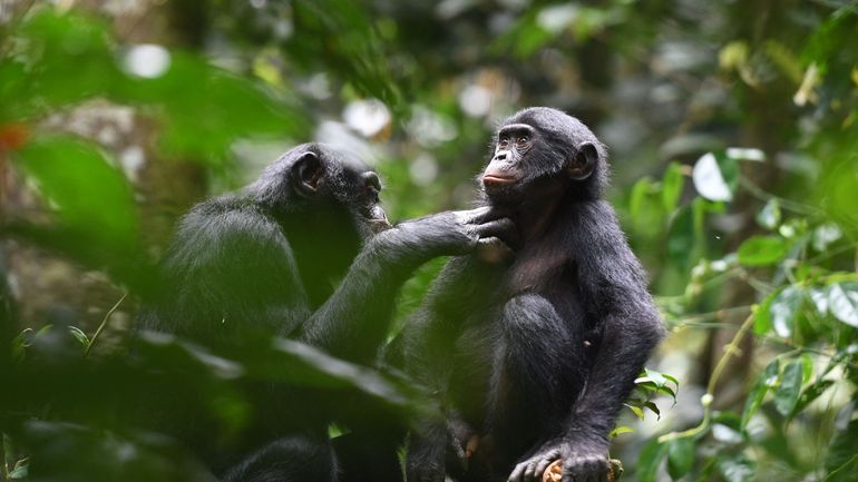 Mato, le plus vieux bonobo du monde, est mort à 61 ans