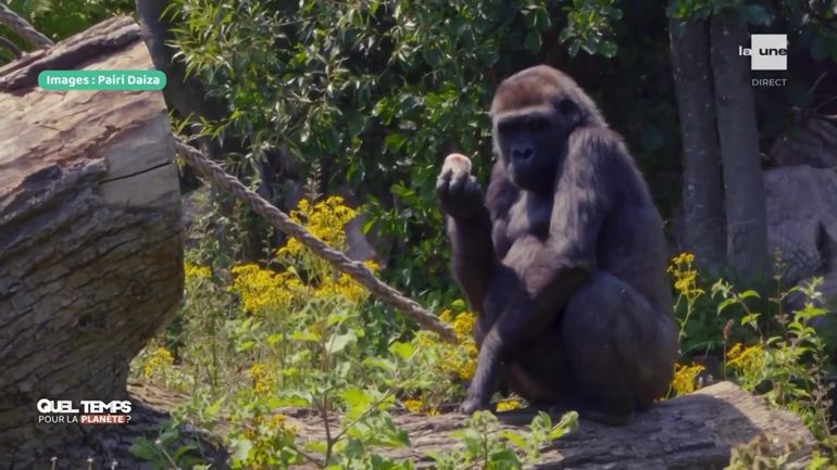 Chaleur en Belgique : comment les parcs animaliers prennent soin de leurs protégés ?