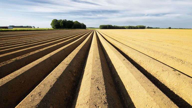 En France, les producteurs de pommes de terre inquiets du manque d'eau et du prix de l'énergie