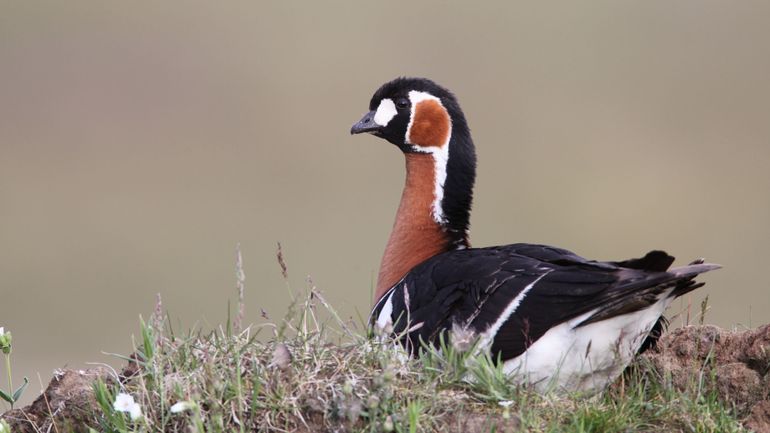 Les oiseaux migrateurs doivent s'adapter au dérèglement climatique: une question d'apprentissage mais aussi de sélection naturelle