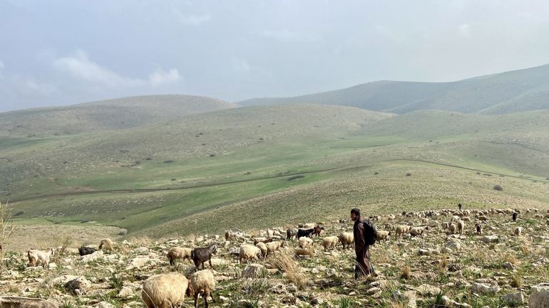 En Cisjordanie, des pacifistes israéliens opposés aux colons viennent en aide aux bergers palestiniens