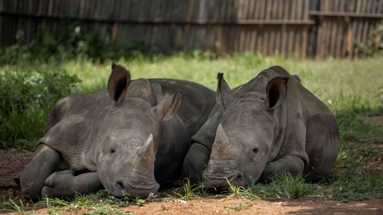Hausse du nombre de rhinocéros tués en Afrique du Sud en 2021