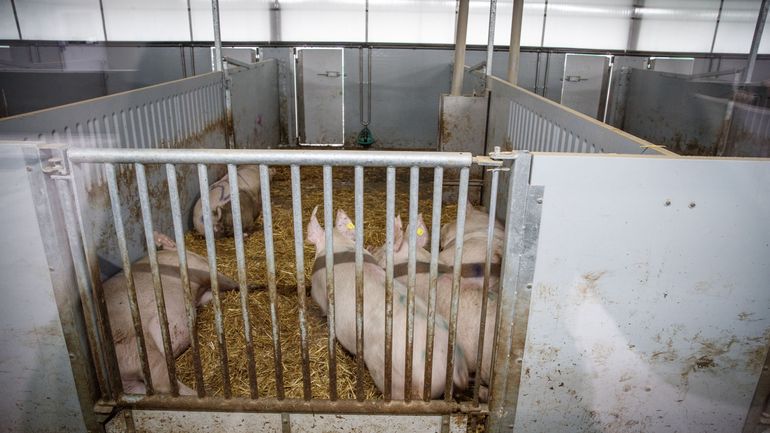 Peste porcine africaine : 14 pays sur 30 ont levé leur embargo sur la viande de porc belge
