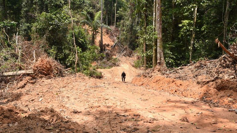 Brésil : la déforestation a atteint 877 km2 en octobre, un record pour cette période