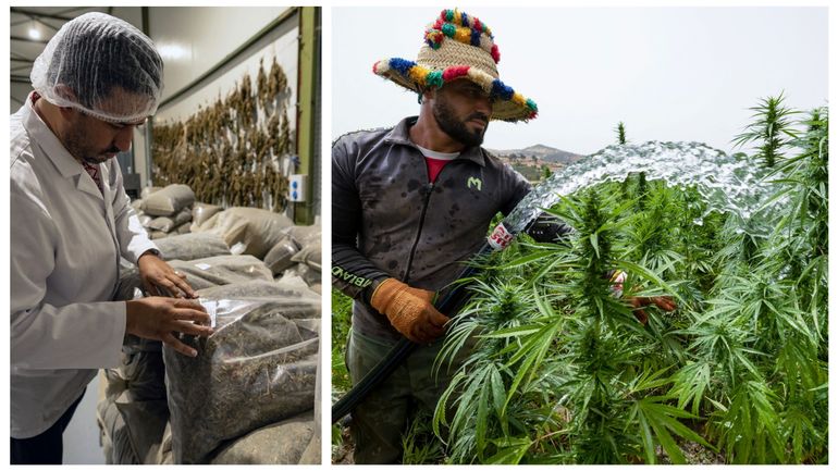 Cannabis à usage thérapeutique : au Maroc, les cultivateurs de la région du Rif sortent de la clandestinité