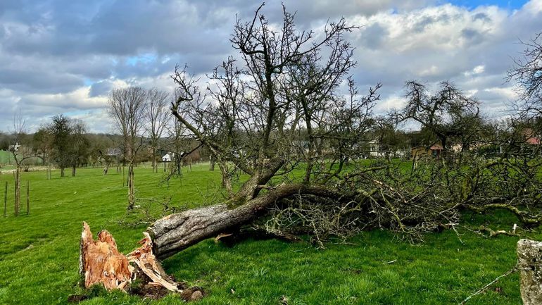 Tempêtes en Belgique : les arbres face à Eunice et Franklin