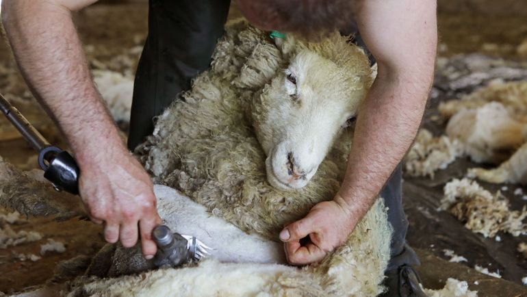 La laine en Belgique : une filière en pleine renaissance et à l’honneur ce dimanche