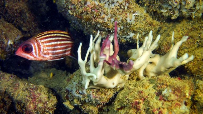 Des structures d'éponge sont peut-être la plus vieille forme de vie animale