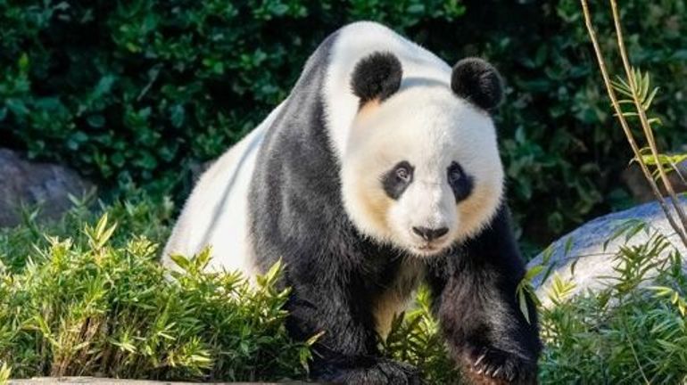 La Chine offre deux pandas à Hong Kong pour l'anniversaire de la rétrocession