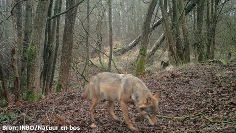 Loup en Belgique : aucun louveteau n'est né en Flandre en 2024, déplore l'association Welkom Wolf