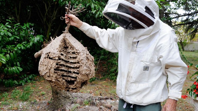 Le produit utilisé pour exterminer les nids de frelons asiatiques est-il un enjeu environnemental et un enjeu de santé publique ?