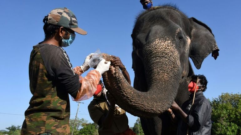 Inde : test de dépistage du Covid de 28 éléphants, après la mort d'une lionne imputée au virus