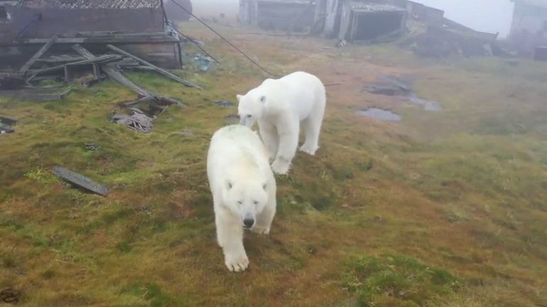 Quand des ours polaires s'installent chez vous, ou presque