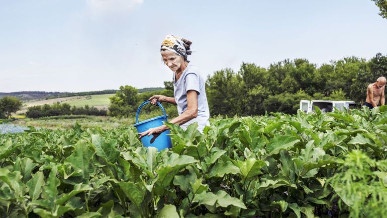Guerre en Ukraine: l'agriculture sous les bombes, roulette russe pour les agriculteurs