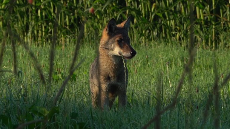 Au plus près du loup dans le Limbourg : un biologiste parvient à filmer un louveteau à moins de trois mètres