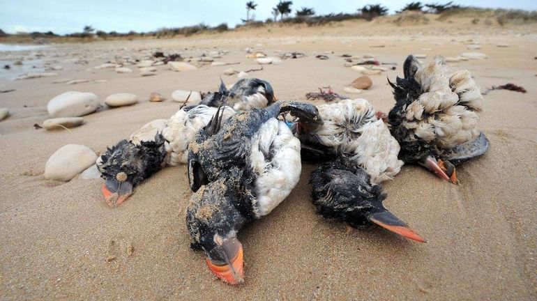 Des milliers d'oiseaux marins tués par cyclones et tempêtes car ils n'arrivent pas à se nourrir