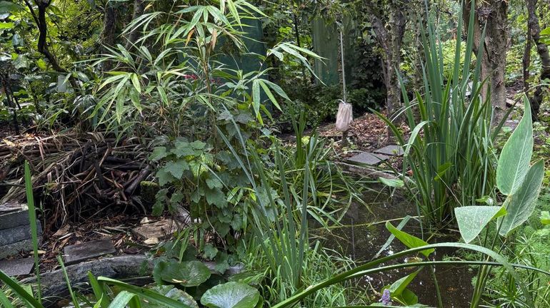 Mouscron : la survie du jardin-fôret où se côtoient des centaines de plantes rares est menacée