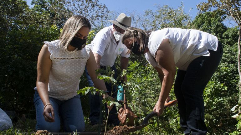 Coronavirus au Costa Rica : une fondation veut planter six millions d'arbres en mémoire des victimes