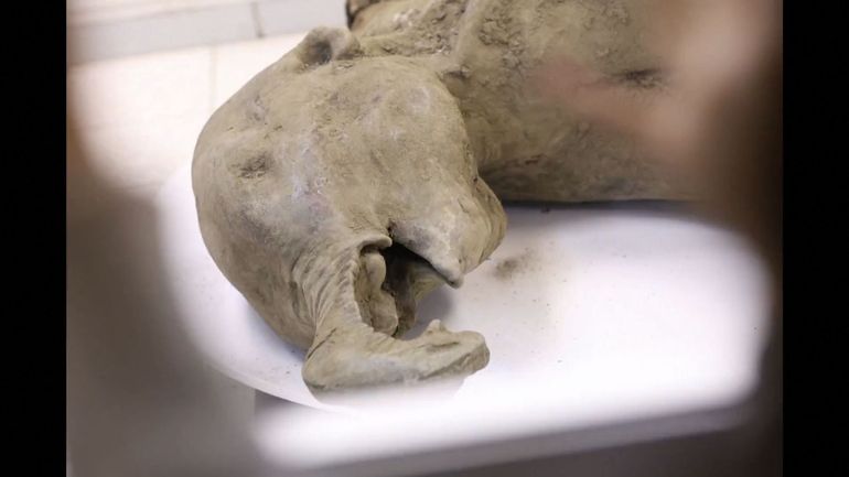 La Russie présente un petit mammouth de 50.000 ans exceptionnellement bien préservé