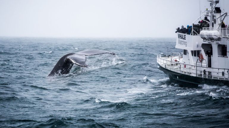 Islande : les autorités suspendent (du moins temporairement) la chasse à la baleine, au nom du bien-être animal