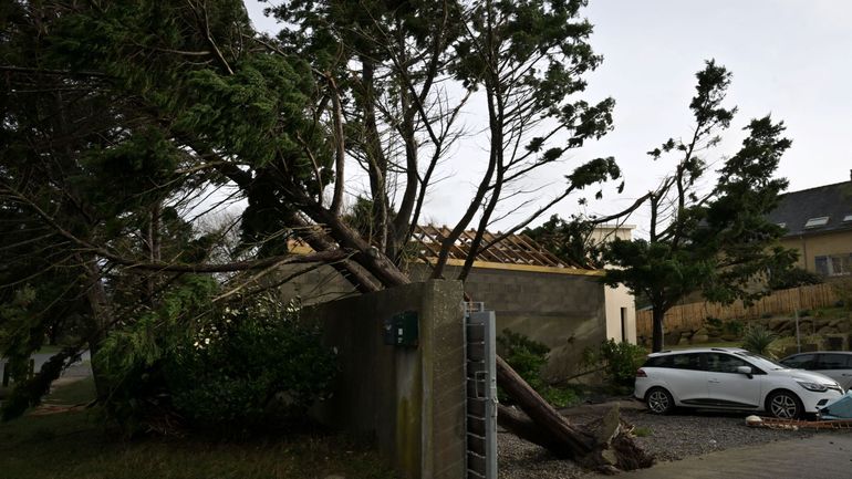 La tempête Ciaran a fait 6 morts en Europe à cause de chutes d'arbre, dont deux en Belgique